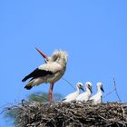 Weißstorch - Ciconia ciconia oder auch Klapperstorch 