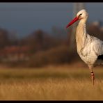 Weißstorch (Ciconia ciconia) (Reloaded)