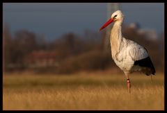 Weißstorch (Ciconia ciconia) (Reloaded)