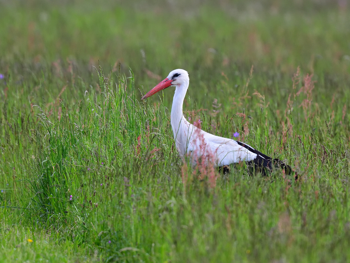 Weißstorch  (Ciconia ciconia), White stork, Cigüeña blanca