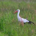 Weißstorch  (Ciconia ciconia), White stork, Cigüeña blanca