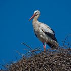 Weißstorch - ( Cigogne blanche )