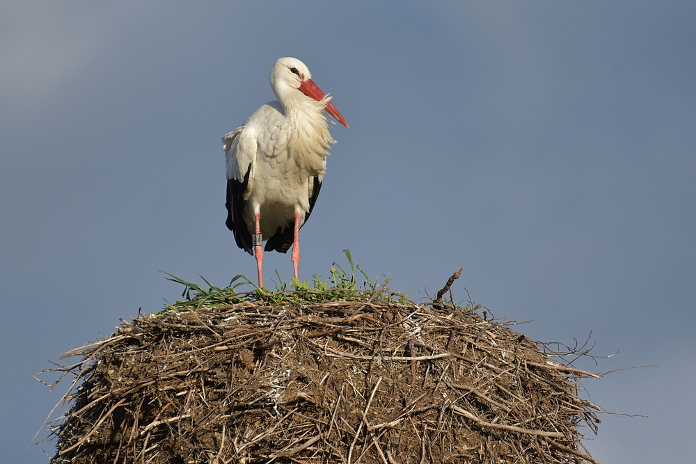 Weißstorch: Das große Nest