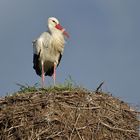 Weißstorch: Das große Nest