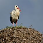 Weißstorch: Das große Nest