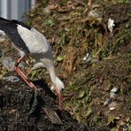 Weißstorch: Das große Stochern 06