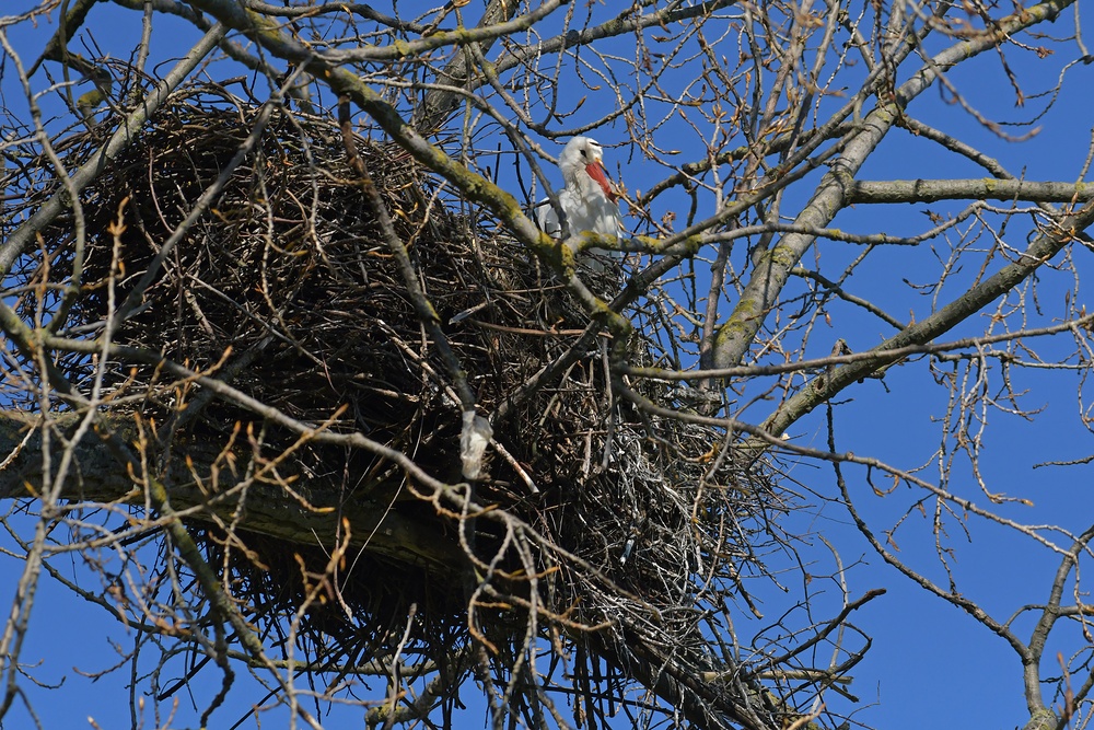 Weißstorch: Das große und schwere Nest