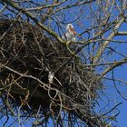 Weißstorch: Das große und schwere Nest