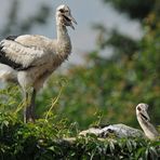 Weißstorch: Das Kleingartenhäuschen-Nest