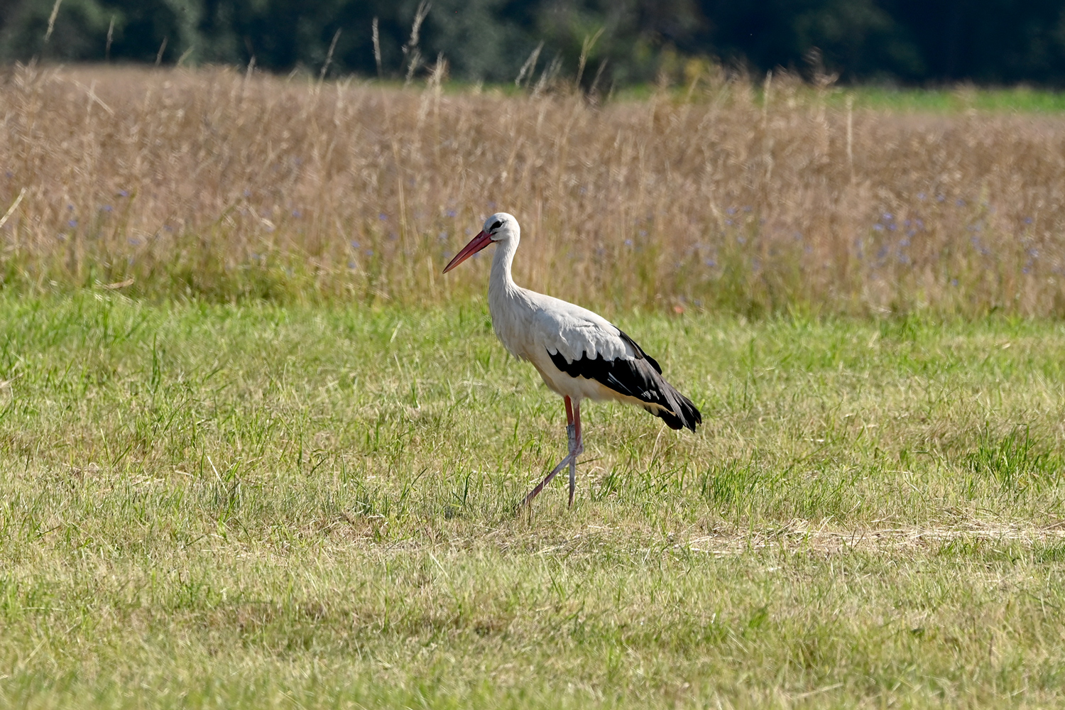 Weißstorch