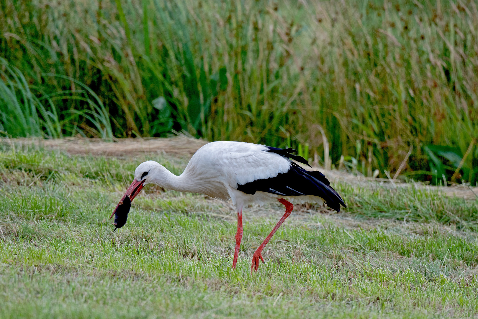 Weissstorch