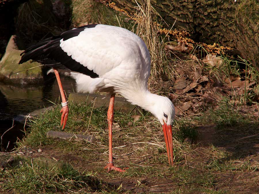 Weißstorch