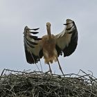 Weißstorch  -Defekt an den Handschwingen-