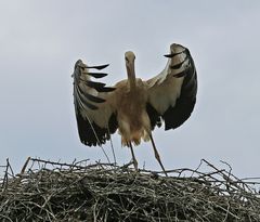 Weißstorch  -Defekt an den Handschwingen-