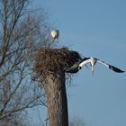 Weißstorch: Der Absturz im Januar