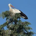 Weißstorch: Der Ausguck