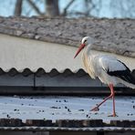 Weißstorch: Der Dachgänger