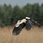 Weißstorch: Der Schilfüberflieger