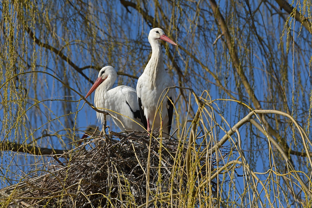 Weißstorch: Die einen gucken in verschiedene Richtungen