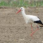 Weissstorch DSC_2493