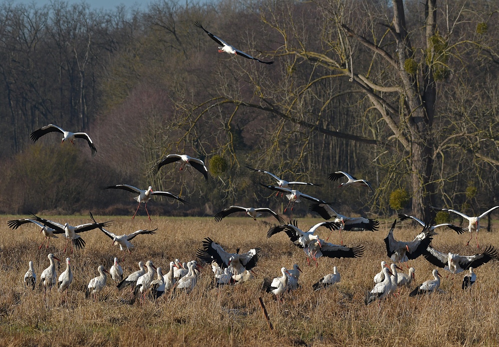 Weißstorch – Durcheinander im Januar