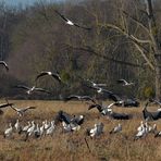 Weißstorch – Durcheinander im Januar