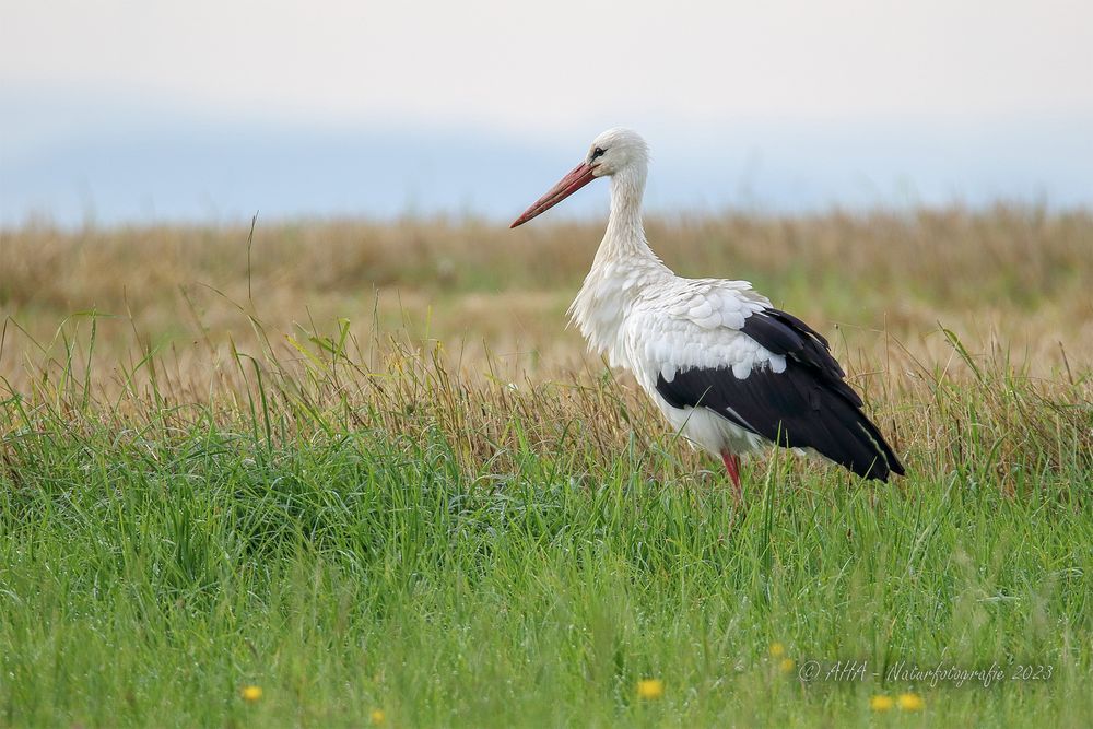 Weißstorch