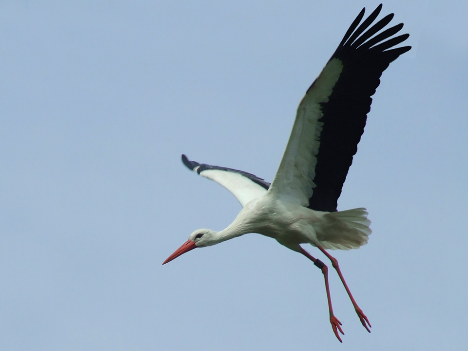 Weißstorch