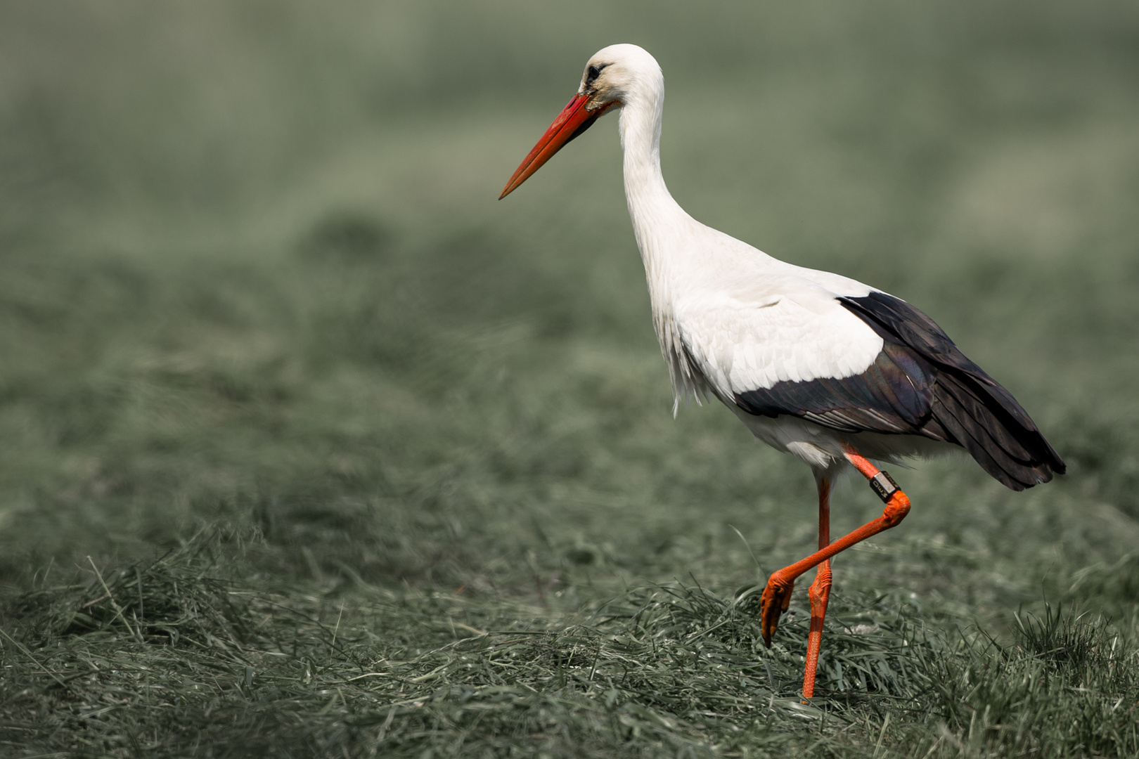 weißstorch