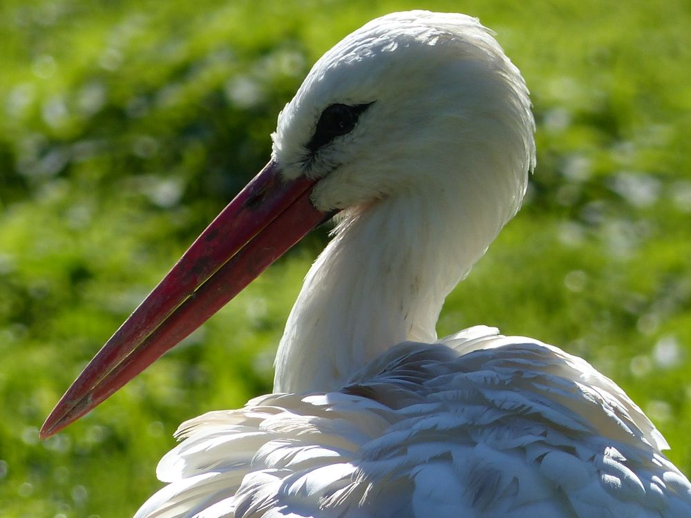 Weißstorch