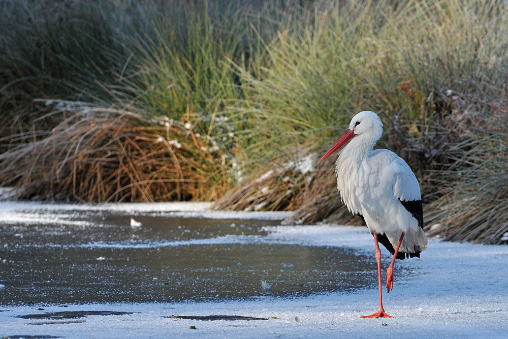 Weißstorch – Eisbein 01