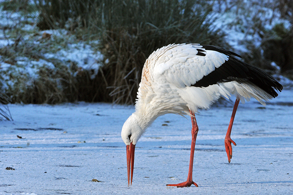 Weißstorch – Eisbein: Das Abkühlungsfoto