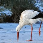 Weißstorch – Eisbein: Das Abkühlungsfoto