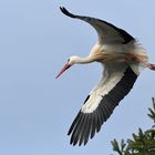 Weißstorch: Elegante Kurvenlage