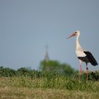 Weissstorch