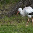 Weissstorch