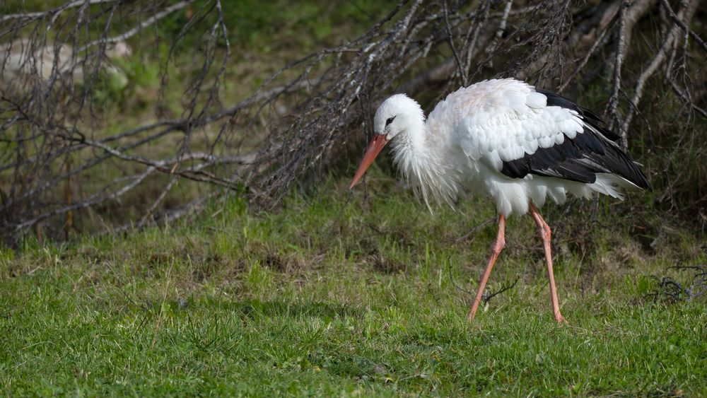 Weissstorch