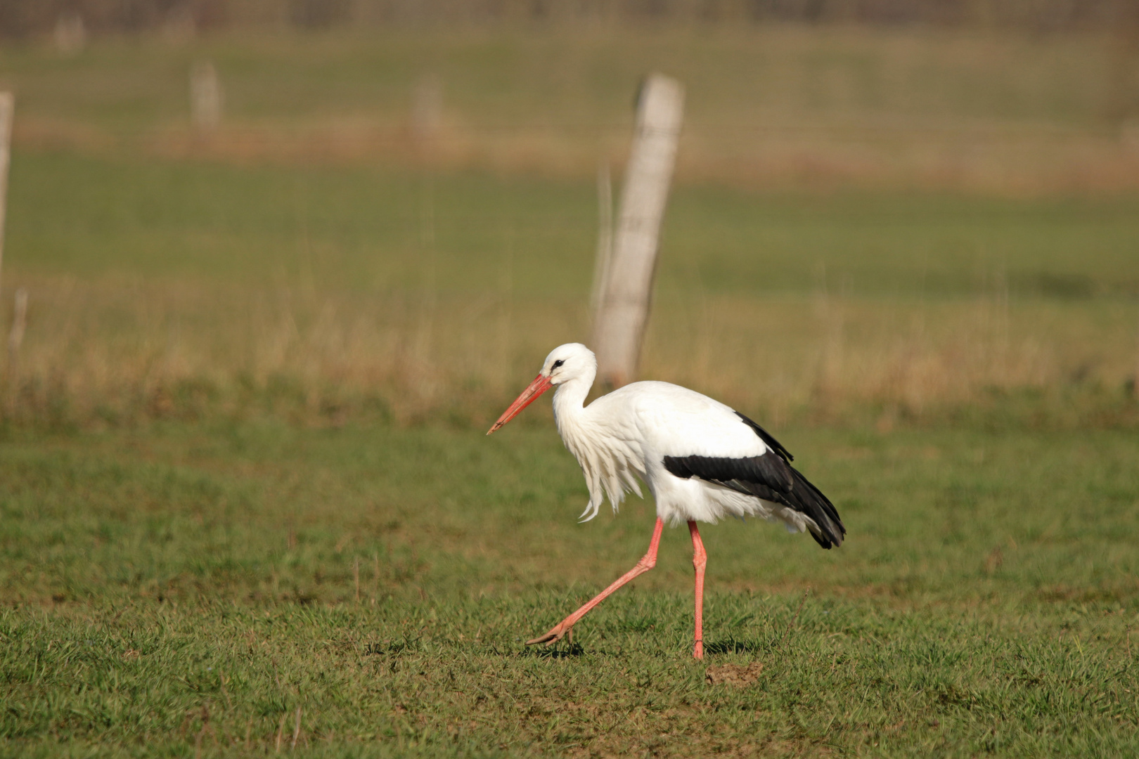 Weißstorch 