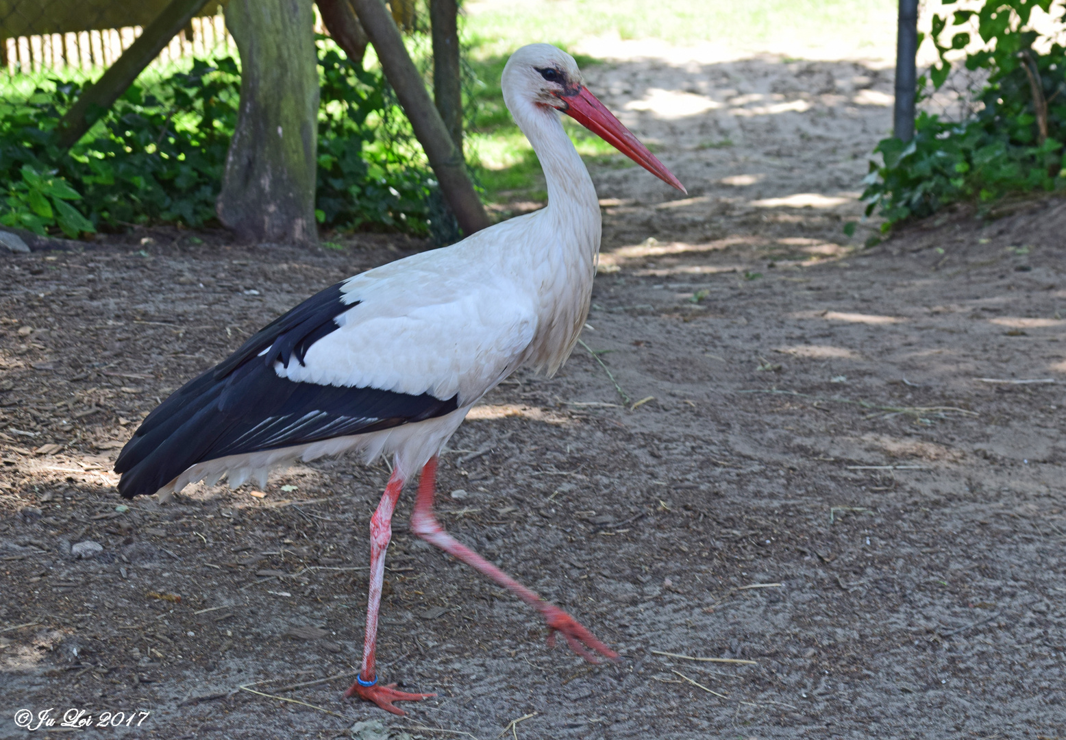 Weißstorch