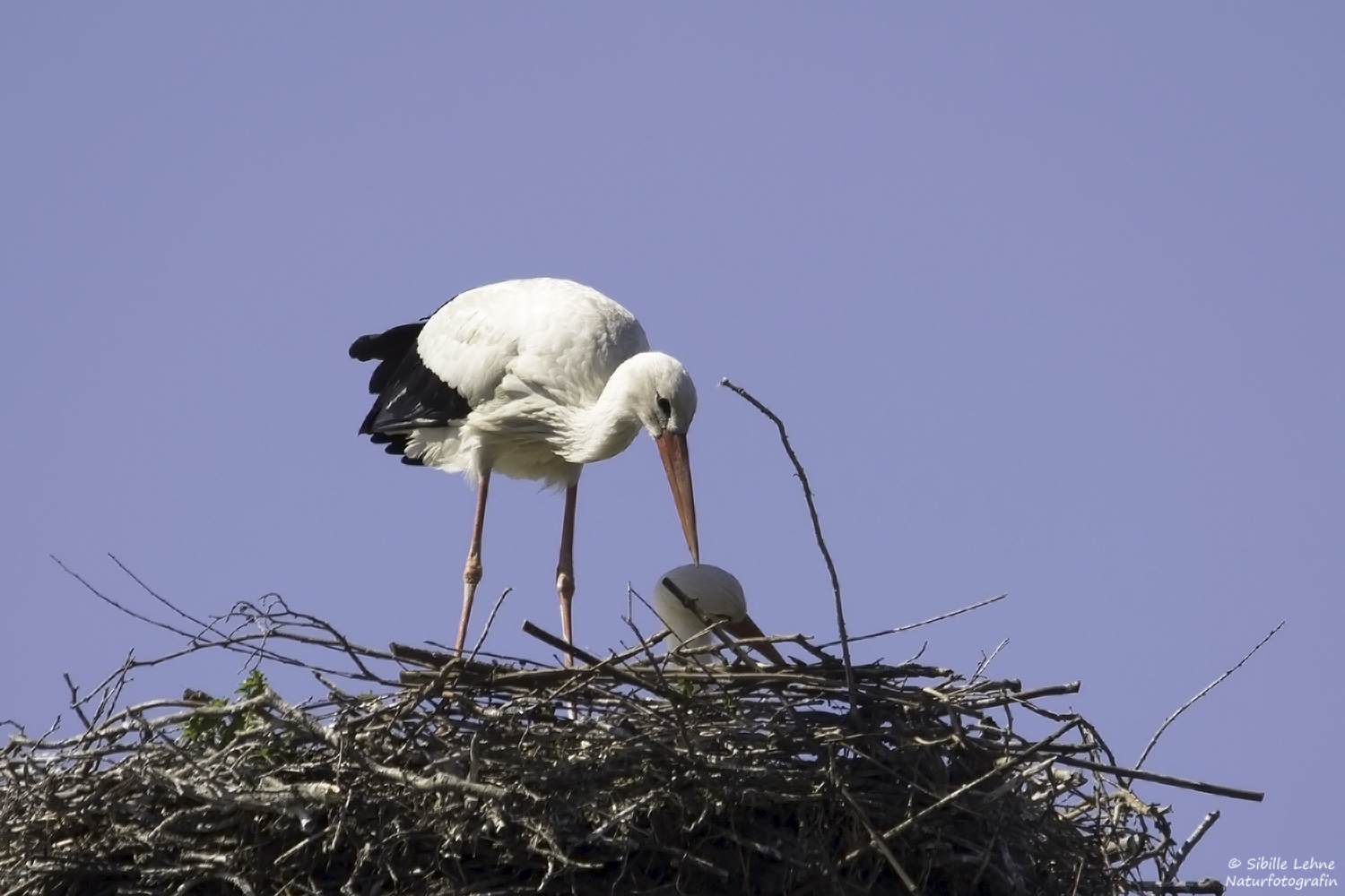 Weißstorch