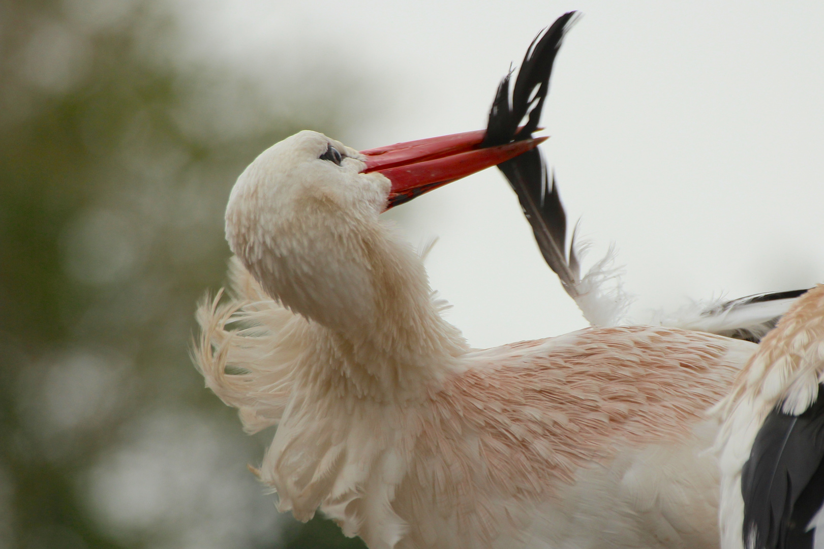 Weißstorch