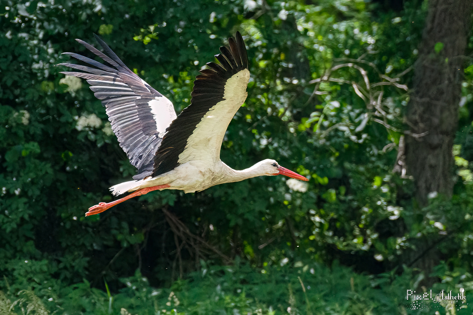 Weißstorch fliegt auf