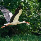 Weißstorch fliegt auf