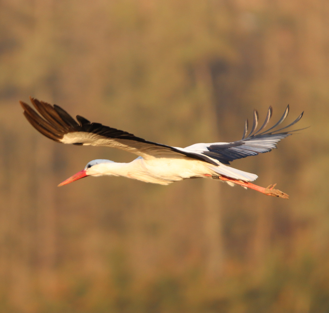 Weißstorch fliegt vorm Wald