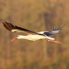 Weißstorch fliegt vorm Wald