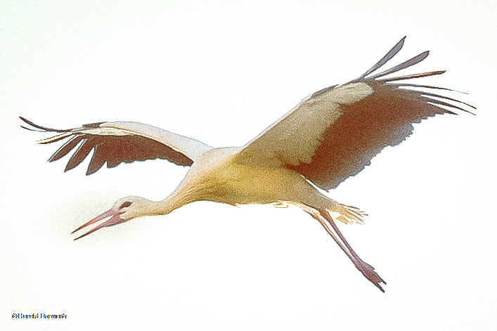 Weißstorch-Flügelspannweite  2 Meter