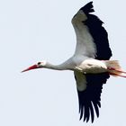 Weissstorch-Flugbild