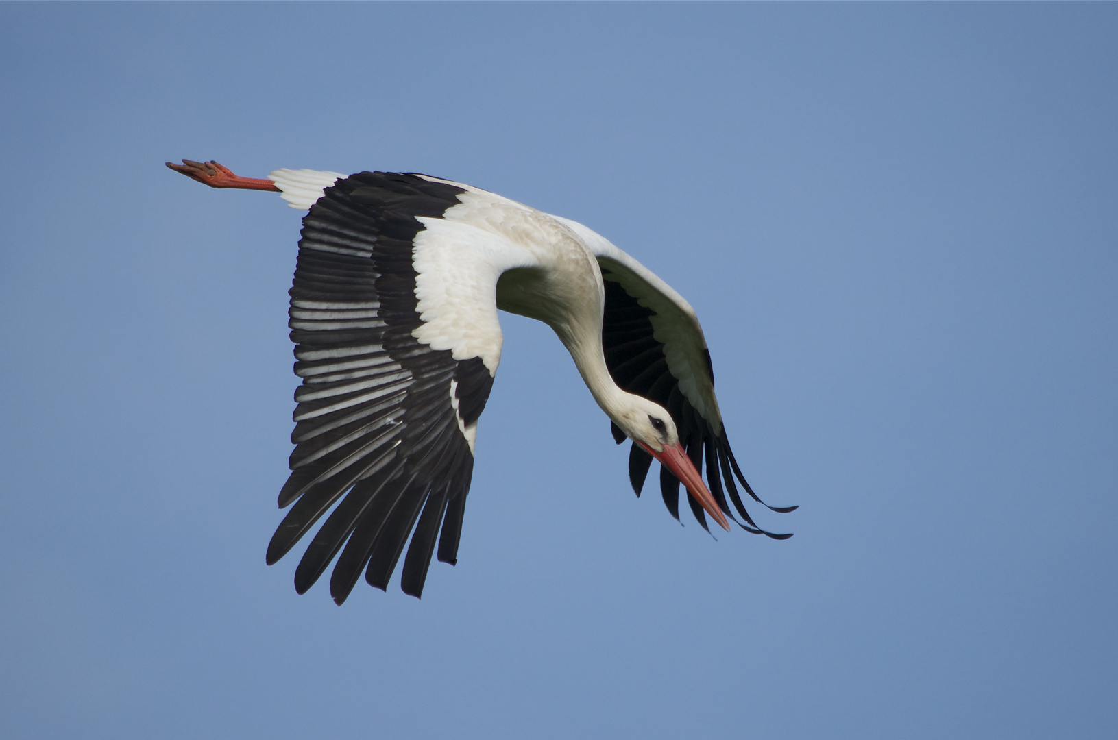 Weissstorch Flugimpression