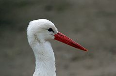 Weißstorch -frisch gewaschen-