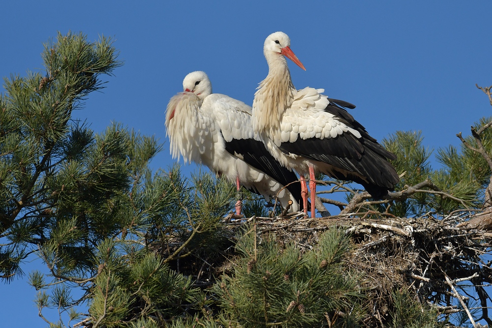 Weißstorch – Frühling